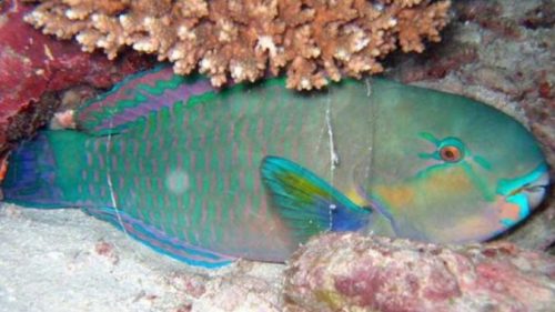klasifikasi ikan kakak tua