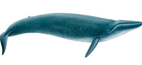 gambar ikan paus biru hewan terbesar di dunia yang masih hidup