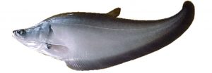 Ikan belida Jenis Jenis Ikan Konsumsi air tawar Dan Gambarnya