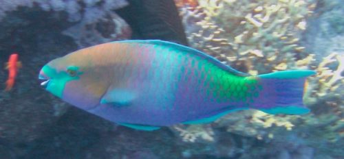 morfologi ikan kakak tua