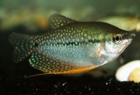 morfologi ikan sepat