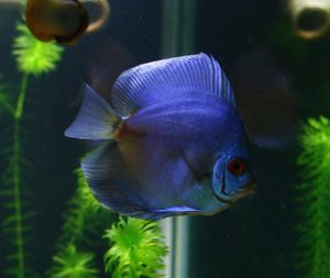 Gambar Jenis Ikan hias Discus Angel Blue Diamond