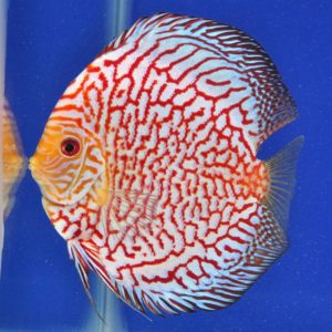 Gambar Jenis Ikan hias Discus Checker Board Pigeon