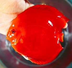 Gambar Jenis Ikan hias Discus super red melon
