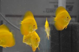 Gambar Jenis Ikan hias Discuss Golden Yellow Diamond