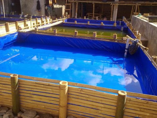 gambar budidaya ikan bawal air tawar di kolam terpal