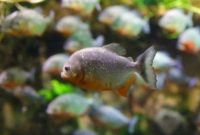 ikan bawal