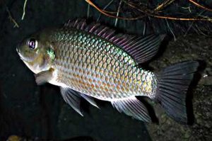 ikan mujair