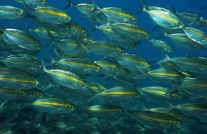 ikan selar kuning