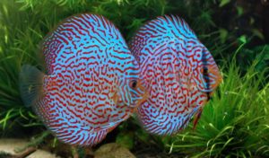 gambar klasifikasi ikan hias discuss