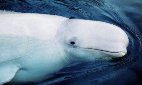 klasifikasi ikan paus beluga klasifikasi ikan paus beluga