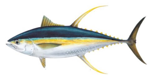 klasifikasi ikan tuna sirip kuning klasifikasi ikan tuna sirip kuning