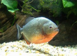 Ikan bawal Jenis Jenis Ikan Konsumsi air tawar Dan Gambarnya