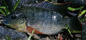 Ikan mujair Jenis Jenis Ikan Konsumsi air tawar Dan Gambarnya