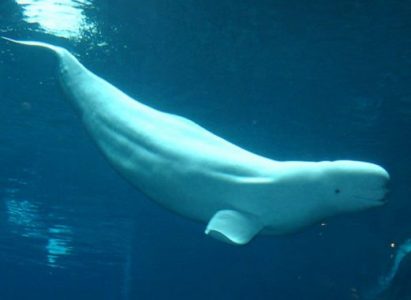 Morfologi Ikan Paus Beluga Morfologi Ikan Paus Beluga