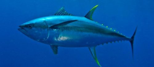 morfologi ikan tuna sirip kuning morfologi ikan tuna sirip kuning