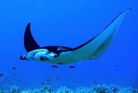 morfologi pari manta karang