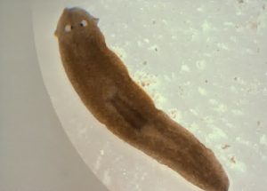 Endoparasit