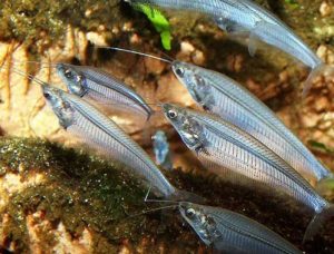 gambar ikan lais