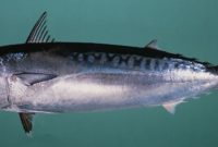 ikan tongkol