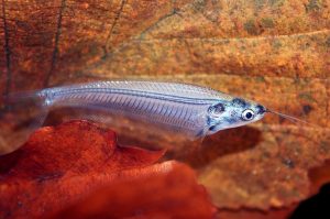 ikan lais