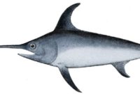 ikan pedang