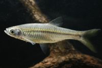 ikan seluang