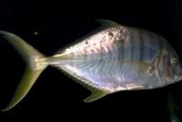 ikan simba