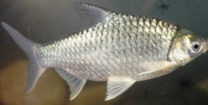 ikan tawes