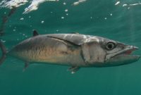 ikan tenggiri