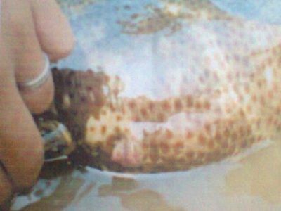 induk betina ikan kerapu macan