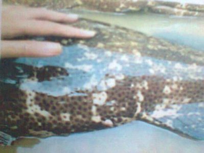 induk jantan ikan kerapu macan