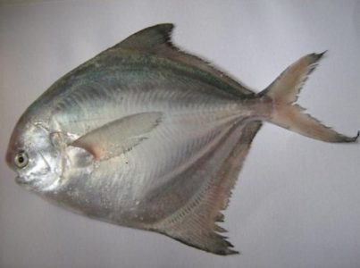 klasifikasi ikan bawal putih