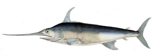 klasifikasi ikan pedang klasifikasi ikan pedang