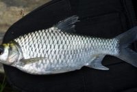 klasifikasi ikan tawes