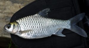 klasifikasi ikan tawes