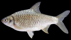 morfologi ikan tawes