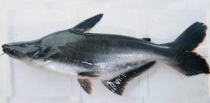 Pangasius Lithostoma