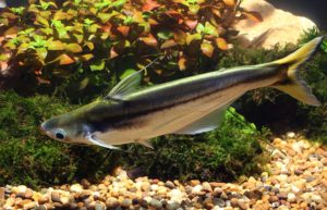 Pangasius Macronema