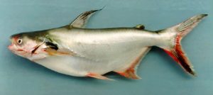 Pangasius Micronemus