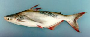 Pangasius Nasutus