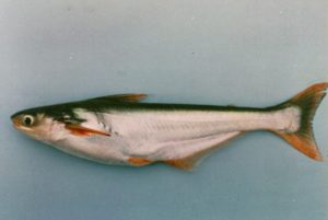 Pangasius Nieuwenhuisii