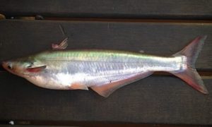 Pangasius Polyuranodon