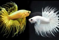 ikan cupang