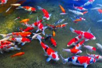 ikan koi