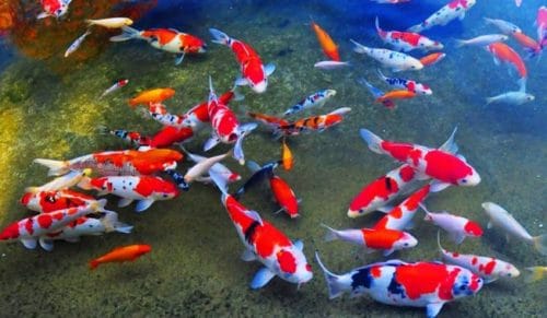 ikan koi