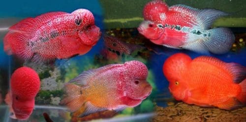 ikan lou han