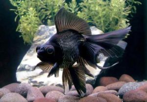 ikan mas koki black moor