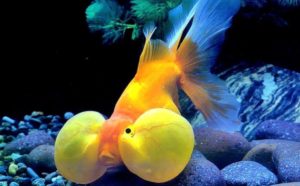 ikan mas koki bubble eye