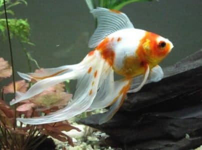 ikan mas koki faintail